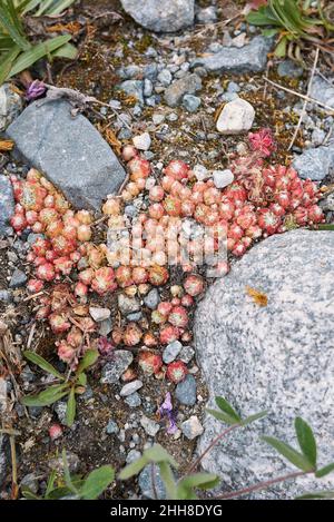 Sempervivum arachnoideum in fiore Foto Stock