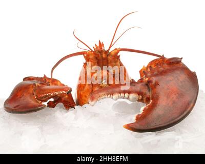 Crostaceo - Aragosta su sfondo bianco Foto Stock