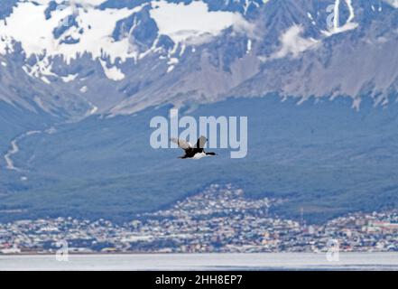 Cormorano che vola nel canale di Beagle, Ushuaia, Tierra del Fuego, Argentina, Sud America Foto Stock