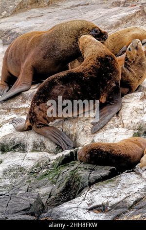 Gruppo di leoni marini sulla Rocky la Isla de Los Lobos Islan nel canale di Beagle, Ushuaia, Patagonia, Argentina Foto Stock