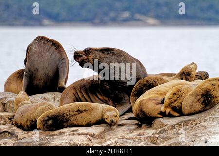 Gruppo di leoni marini sulla Rocky la Isla de Los Lobos Islan nel canale di Beagle, Ushuaia, Patagonia, Argentina Foto Stock