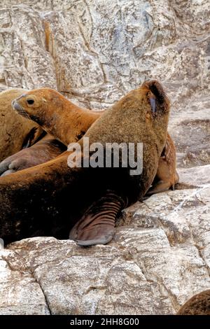 Gruppo di leoni marini sulla Rocky la Isla de Los Lobos Islan nel canale di Beagle, Ushuaia, Patagonia, Argentina Foto Stock