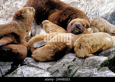 Gruppo di leoni marini sulla Rocky la Isla de Los Lobos Islan nel canale di Beagle, Ushuaia, Patagonia, Argentina Foto Stock