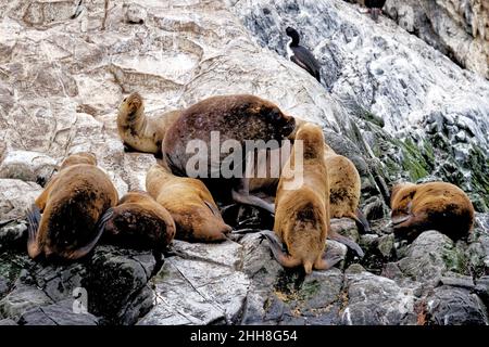 Gruppo di leoni marini sulla Rocky la Isla de Los Lobos Islan nel canale di Beagle, Ushuaia, Patagonia, Argentina Foto Stock