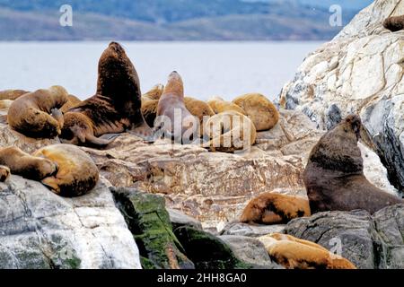 Gruppo di leoni marini sulla Rocky la Isla de Los Lobos Islan nel canale di Beagle, Ushuaia, Patagonia, Argentina Foto Stock