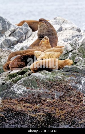 Gruppo di leoni marini sulla Rocky la Isla de Los Lobos Islan nel canale di Beagle, Ushuaia, Patagonia, Argentina Foto Stock