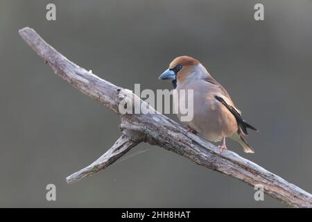 Comune Hawfinch Coccothraustes coccothraustes europeo in vista ravvicinata nei boschi Foto Stock