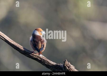 Comune Hawfinch Coccothraustes coccothraustes europeo in vista ravvicinata nei boschi Foto Stock