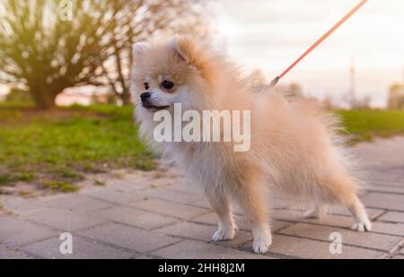 Pomeranian a piedi. Spitz su un guinzaglio nel parco guarda in lontananza Foto Stock