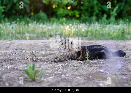 Un bel gatto marrone soffice con uno sguardo serio si trova sul percorso in giardino in estate Foto Stock