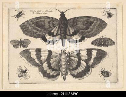 Due falene e sei insetti 1645 Venceslao Hollar Boemia due falene con ali aperte al centro, quella sottostante vista dal basso, quattro coleotteri in ogni angolo, due piccoli insetti alati a sinistra e a destra al centro. Due falene e sei insetti 360158 Foto Stock