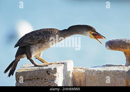 Lo shag europeo (Phalacrocorax aristotelis) arroccato e mangiare un pesce. Foto Stock