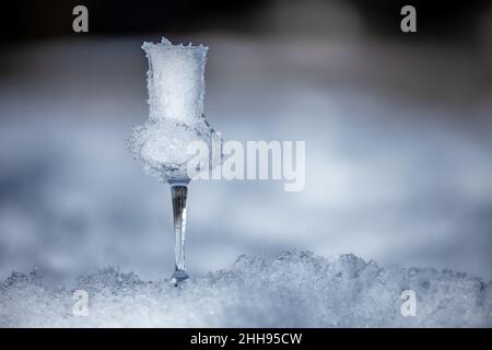 Bokeh immagine di un bicchiere di Grappa aromatizzata (schnapps) pieno di neve a Cortina d'Ampezzo, Dolomiti, Italia Foto Stock