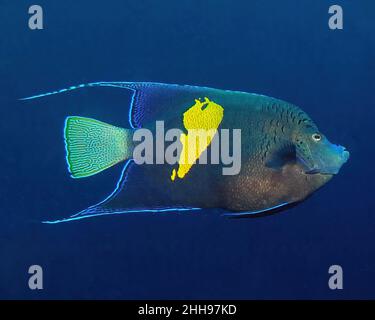 Un Angelfish Yellowbar (Pomacanthus maculosus) nel Mar Rosso, Egitto Foto Stock