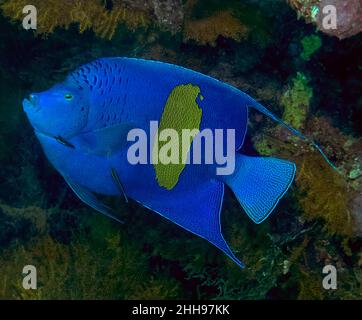 Un Angelfish Yellowbar (Pomacanthus maculosus) nel Mar Rosso, Egitto Foto Stock