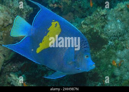 Un Angelfish Yellowbar (Pomacanthus maculosus) nel Mar Rosso, Egitto Foto Stock