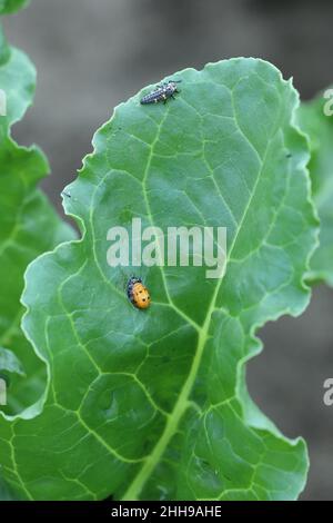 Larve di ladybug a sette punti - Coccinella septempunctata mangiare afidi su foglie di barbabietola da zucchero. Foto Stock