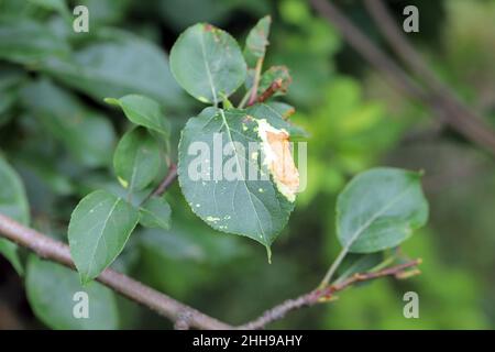 Effetto fitotossico dell'uso improprio dei prodotti fitosanitari- erbicidi sulle foglie di mela in un frutteto. Foto Stock