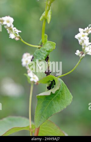 Afidi: Afide di fagiolo nero - Aphis fabae su raccolti di grano saraceno nel campo. Foto Stock