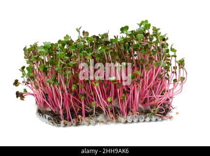 germogli di rafano freschi, un sano microgredo per insalata e bevande su sfondo bianco Foto Stock