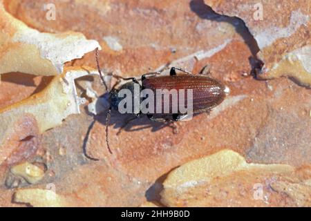 Primo piano estremo del pino longhorn Beetle Nero abetle - Asemum striatum sulla corteccia di un pino. Foto Stock