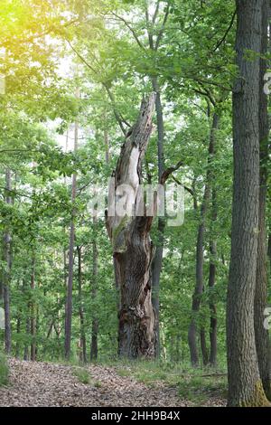 Un vecchio albero morto nella foresta tra i giovani alberi. Foto Stock