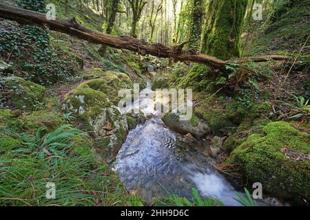 Torrente selvaggio nella foresta, Spagna, Galizia, Rio De la Fraga, Pontevedra provincia Foto Stock