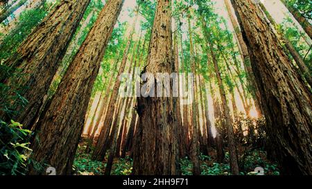 Muir Woods redwood Trees Foto Stock