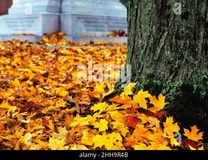 Caduto New England foglie di acero in autunno Foto Stock