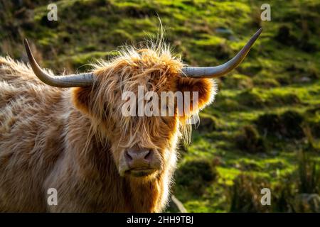 HIGHLAND BULL SCONSER ISOLA DI SKYE SCOZIA REGNO UNITO Foto Stock