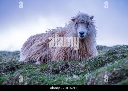 Una pecora lanosa che riposa su una coperta di green.2 Foto Stock