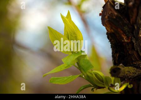 Un giovane ramo verde cresce da un tronco d'albero in primavera Foto Stock