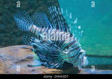 Bella leonfish nuota in acqua blu, pesce. Fuori fuoco Foto Stock