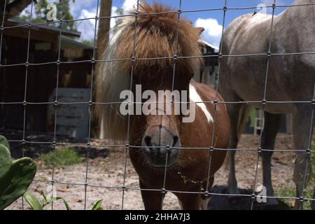 Un cavallo bianco e pony nel ranch in una giornata di sole e cielo blu. Foto Stock