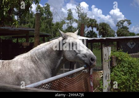 Un cavallo bianco e pony nel ranch in una giornata di sole e cielo blu. Foto Stock