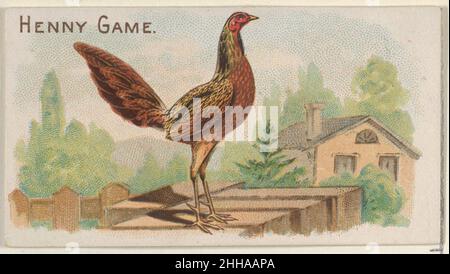 Henny Game, dalla serie Prize and Game Chickens (N20) per Allen & Ginter Cigarettes 1891 Allen & Ginter American Trade cards dalla serie 'Prize and Game Chickens' (N20), pubblicata nel 1891 in un set di 50 carte per promuovere le sigarette Allen & Ginter brand. Henny Game, dalla serie Prize and Game Chickens (N20) per sigarette Allen & Ginter. 1891. Litografia commerciale a colori. Allen & Ginter (americano, Richmond, Virginia) Foto Stock