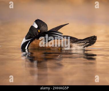 Merganser con cappuccio (Lophodytes cucullatus) pike preening piume mentre galleggia in Colorado stagno, Stati Uniti Foto Stock