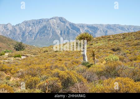 Worcester. 23rd Jan 2022. Foto scattata il 23 gennaio 2022 mostra una vista del Karoo Desert National Botanical Garden a Worcester, Sudafrica. L'orto Botanico Nazionale del deserto di Karoo, di 154 ettari, coltiva e mostra un'ampia varietà di piante endemiche in ambienti aridi e semi-aridi. Credit: LYU Tianran/Xinhua/Alamy Live News Foto Stock