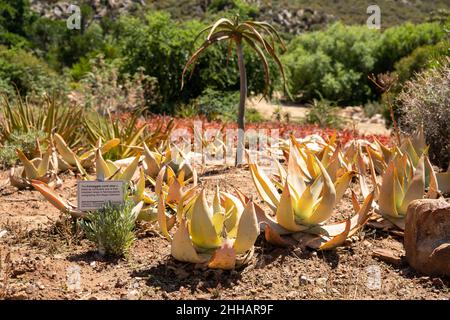 Worcester. 23rd Jan 2022. Foto scattata il 23 gennaio 2022 mostra i coralli di Komaggas al Karoo Desert National Botanical Garden a Worcester, Sudafrica. L'orto Botanico Nazionale del deserto di Karoo, di 154 ettari, coltiva e mostra un'ampia varietà di piante endemiche in ambienti aridi e semi-aridi. Credit: LYU Tianran/Xinhua/Alamy Live News Foto Stock