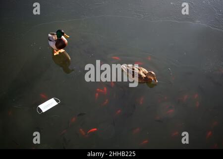 Mallard anatra in piedi accanto a una maschera protettiva viso su un lago ghiacciato. Inquinamento dei rifiuti habitat animale contaminato della fauna selvatica, effetti della malattia COVID-19. Foto Stock