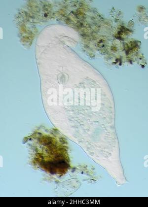 Rotifer Bdelloid al microscopio, il campo di vista verticale è di circa 0,24mm Foto Stock