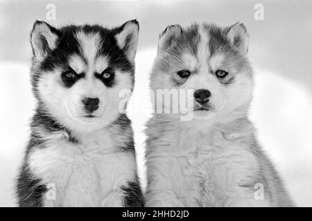 Due adorabili cuccioli Husky siberiani seduti insieme nella neve, guardando la macchina fotografica. Foto Stock