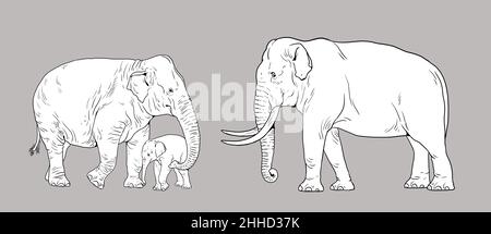 Famiglia di elefanti asiatici. toro dell'elefante, mucca ed elefante del bambino. Modello digitale per libro da colorare. Foto Stock