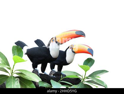 Due bellissimi uccelli toucan colorati (Ramphastidae) su un ramo in una foresta pluviale. Coppia di uccelli toucan e foglie di piante tropicali. Isolato su bianco Foto Stock