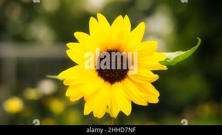 Girasole preso singolarmente in un prato di fiori. Vista romantica Foto Stock