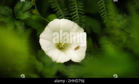 Fiore bianco con bei petali raffigurati singolarmente su un prato di fiori. Il fiore in prato bokeh Foto Stock