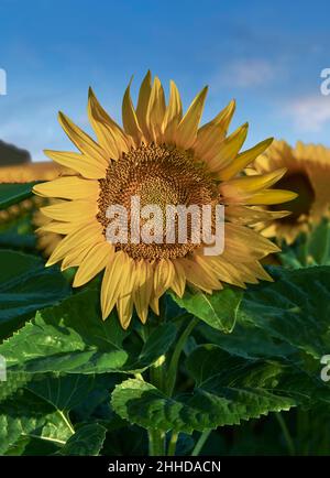 Teste di girasole fiorite in un campo di girasoli in sole che si adora presto (Helianthus Annus). Teste di girasole gialle aperte in un campo della Loira. Foto Stock