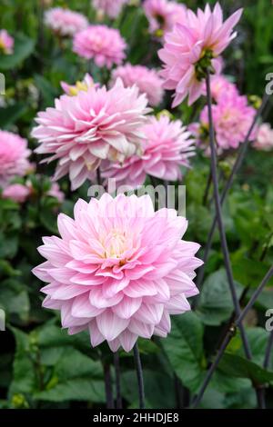 Dahlia 'armonia della melodia'. Fiori decorativi, lilla pallida con centro bianco cremoso Foto Stock