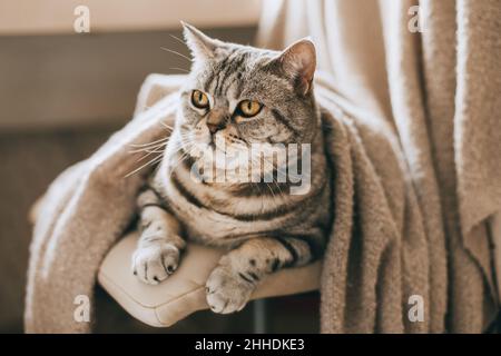 Ritratto di un gatto divertente (razza scozzese diritta) seduto su una sedia. Gatto grigio tabby. Foto Stock
