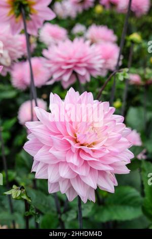 Dahlia 'armonia della melodia'. Fiori decorativi, lilla pallida con centro bianco cremoso Foto Stock